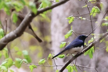 Blue-and-white Flycatcher Karuizawa wild bird forest Sat, 4/27/2024