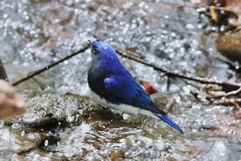 Blue-and-white Flycatcher Karuizawa wild bird forest Sat, 4/27/2024