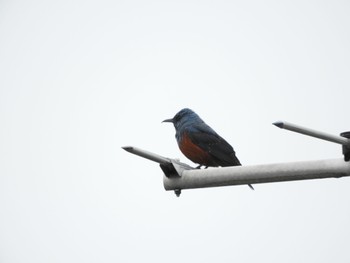 Blue Rock Thrush 静岡県静岡市 Wed, 4/24/2024