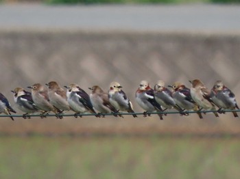 Chestnut-cheeked Starling Mishima Island Sun, 4/28/2024