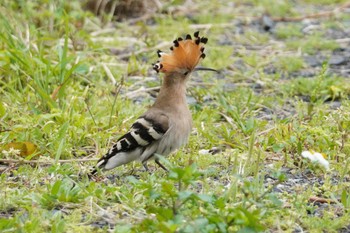 Eurasian Hoopoe Amami Island(General) Wed, 3/27/2024