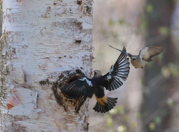 Chestnut-cheeked Starling 長野県 Sun, 4/28/2024