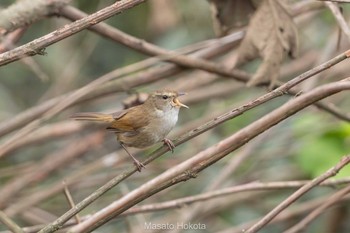 2024年4月20日(土) 老君山(Laojunshan)の野鳥観察記録