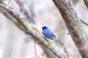 Blue-and-white Flycatcher 中標津町 Wed, 5/1/2024