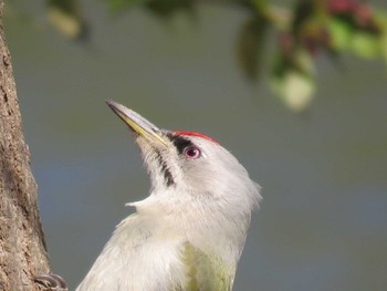 Grey-headed Woodpecker 八郎沼公園 Wed, 5/1/2024