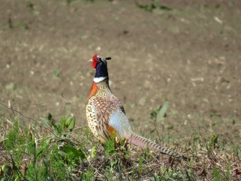 Common Pheasant 北斗市向野 Wed, 5/1/2024