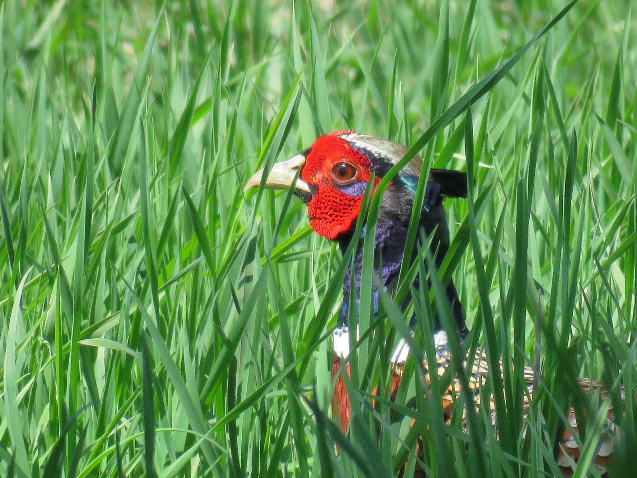 Photo of Common Pheasant at 北斗市向野 by Y K