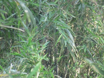 Mon, 4/29/2024 Birding report at 神奈川県横浜市