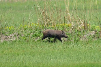 Unknown Species Watarase Yusuichi (Wetland) Wed, 4/17/2024