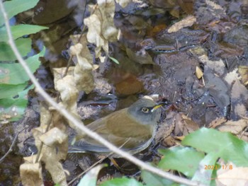 Pale Thrush Inokashira Park Sun, 1/8/2023