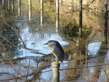 Black-crowned Night Heron Inokashira Park Sun, 1/8/2023