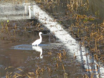 Little Egret Inokashira Park Sun, 1/8/2023