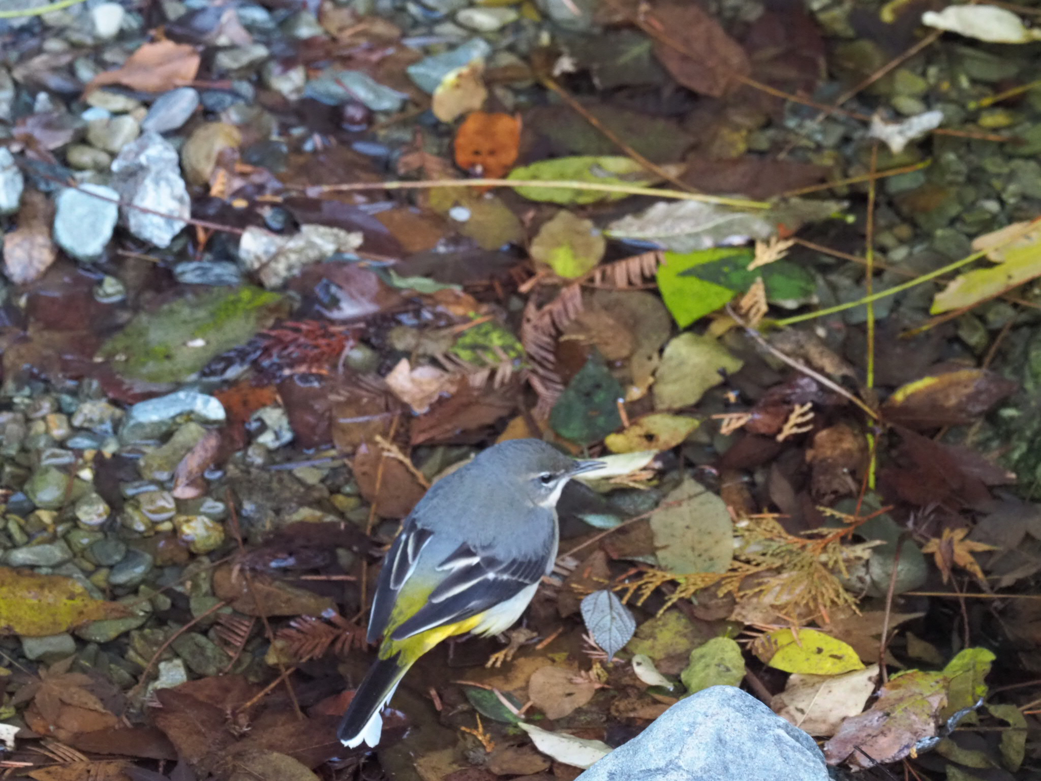 Photo of Grey Wagtail at 箕面公園(大阪府) by キンポウゲ科の人