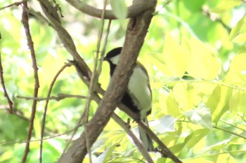 シジュウカラ 坂月川 2024年4月29日(月)