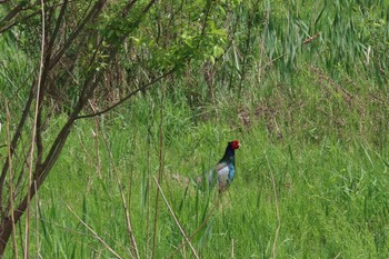 Green Pheasant 坂月川 Mon, 4/29/2024