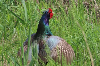 Mon, 4/29/2024 Birding report at 坂月川