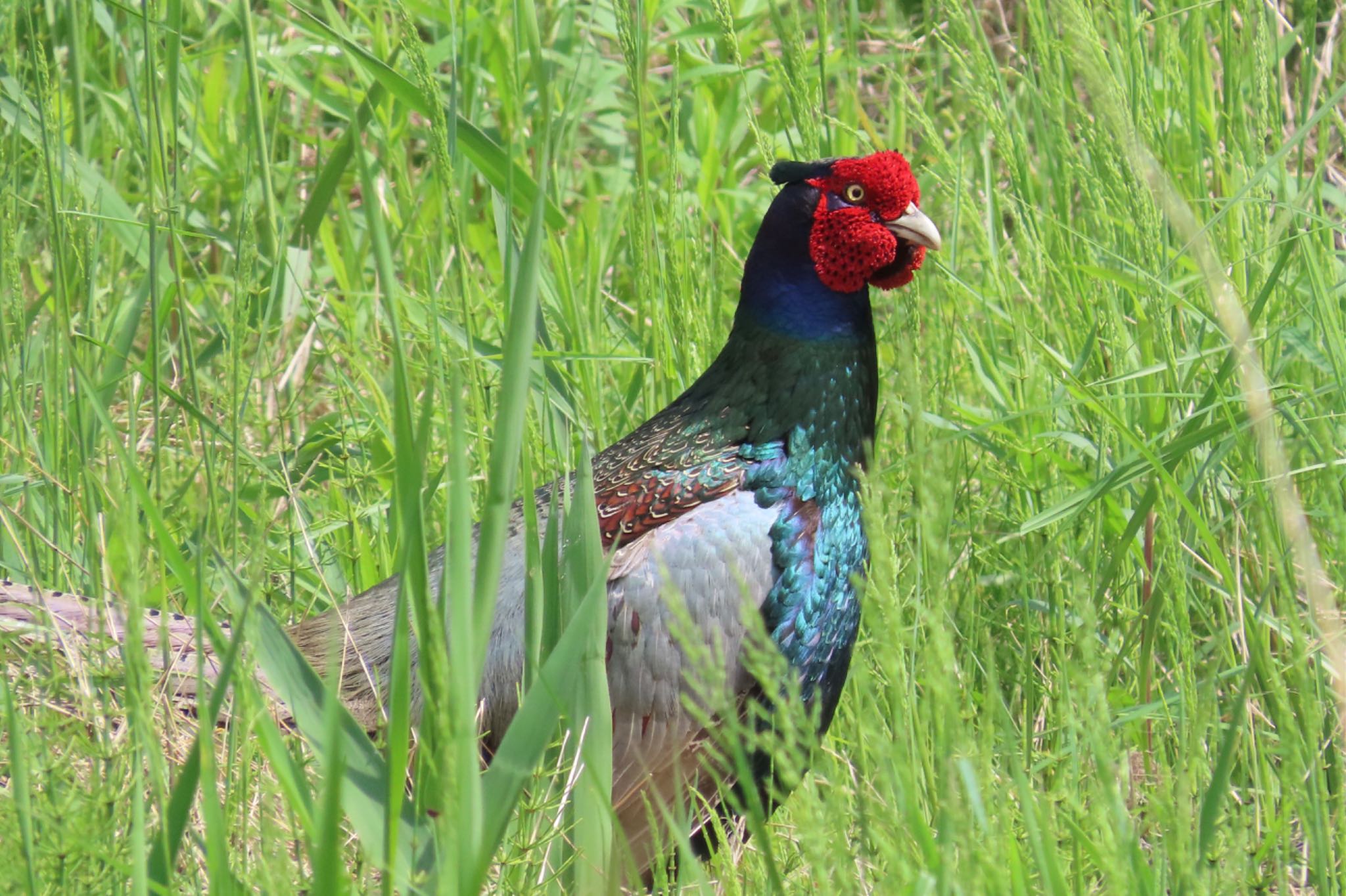 Photo of Green Pheasant at 坂月川 by KozBird