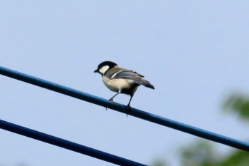 Japanese Tit 坂月川 Mon, 4/29/2024