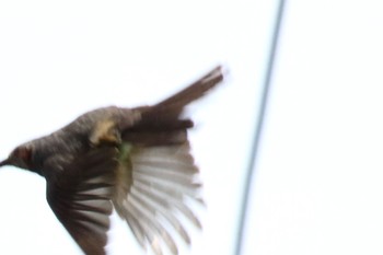 Brown-eared Bulbul 坂月川 Mon, 4/29/2024