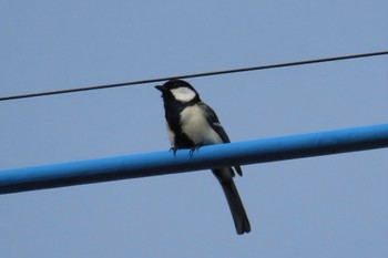 Japanese Tit 坂月川 Mon, 4/29/2024