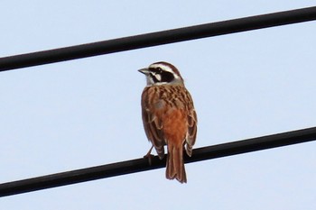 Meadow Bunting 坂月川 Mon, 4/29/2024