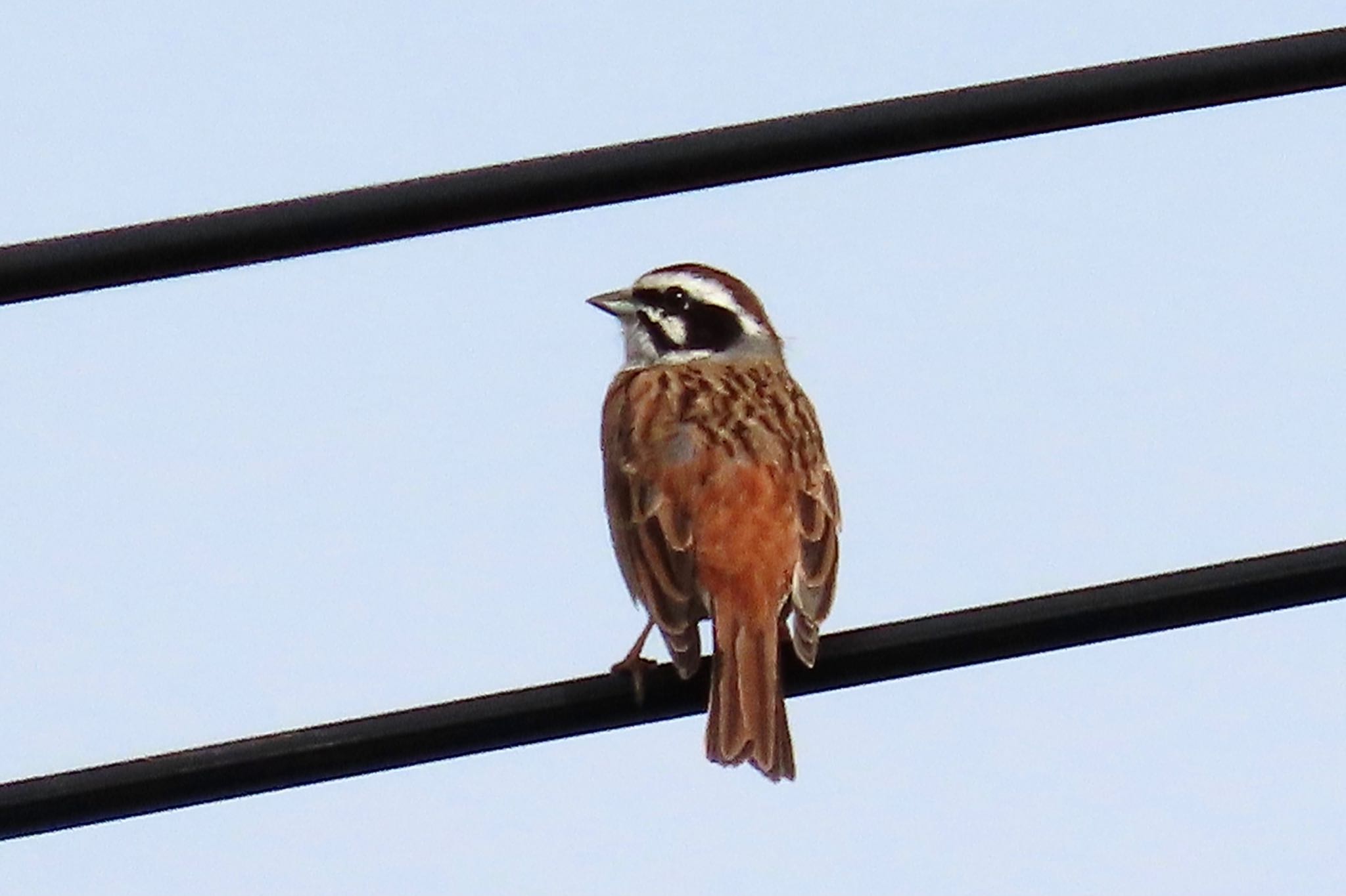 Photo of Meadow Bunting at 坂月川 by KozBird