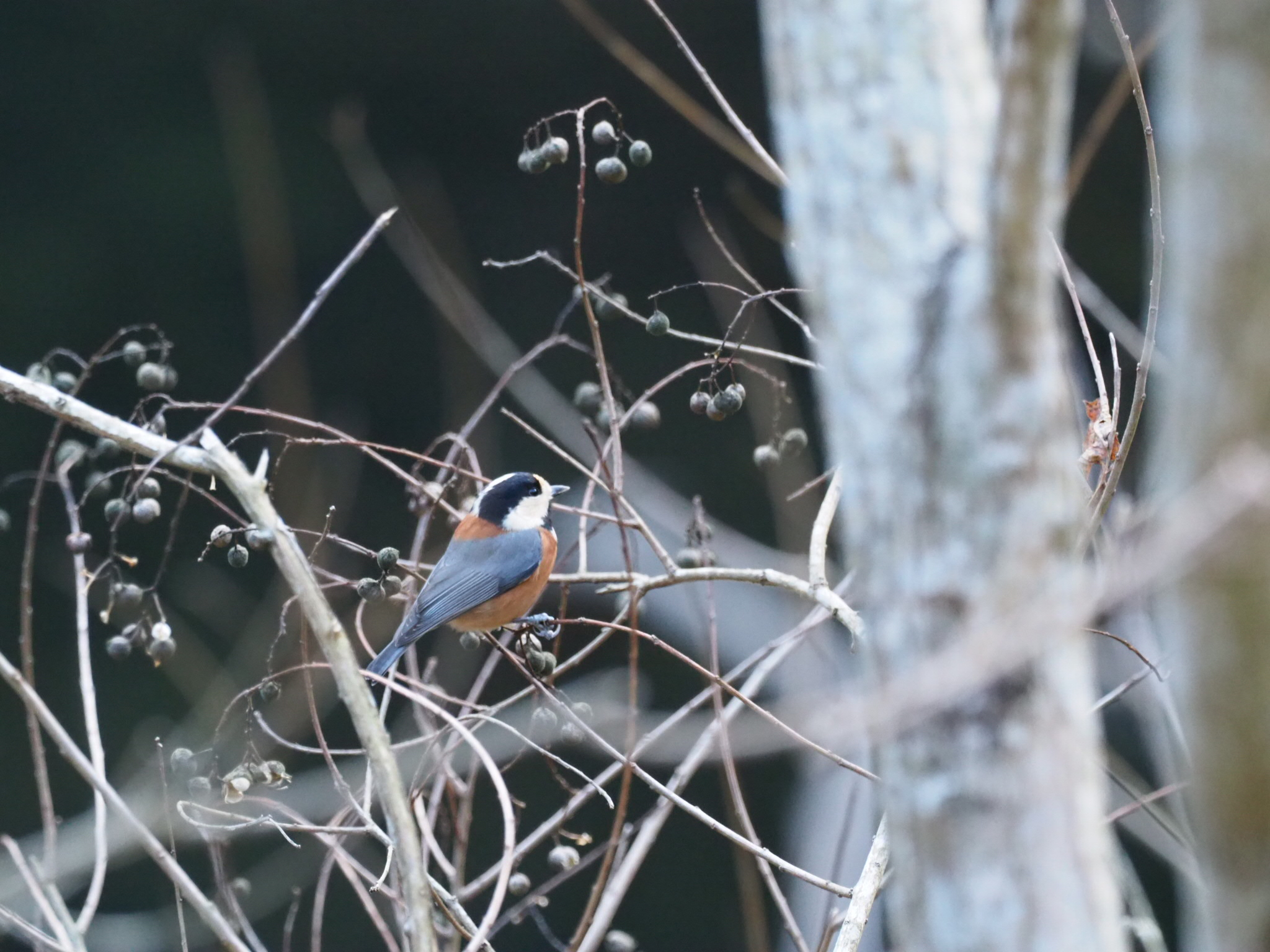 Photo of Varied Tit at 箕面公園(大阪府) by キンポウゲ科の人