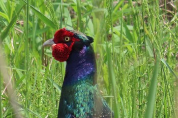 Green Pheasant 坂月川 Mon, 4/29/2024