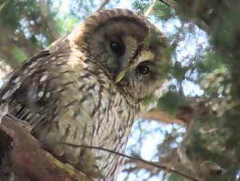 Ural Owl Inokashira Park Unknown Date