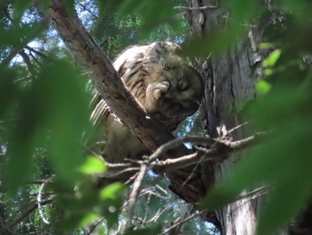 Ural Owl Inokashira Park Unknown Date