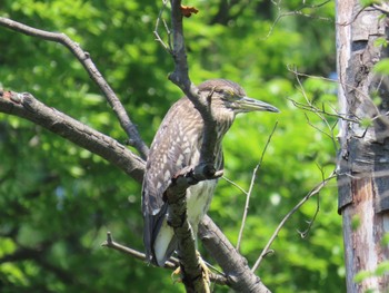 Black-crowned Night Heron Inokashira Park Unknown Date