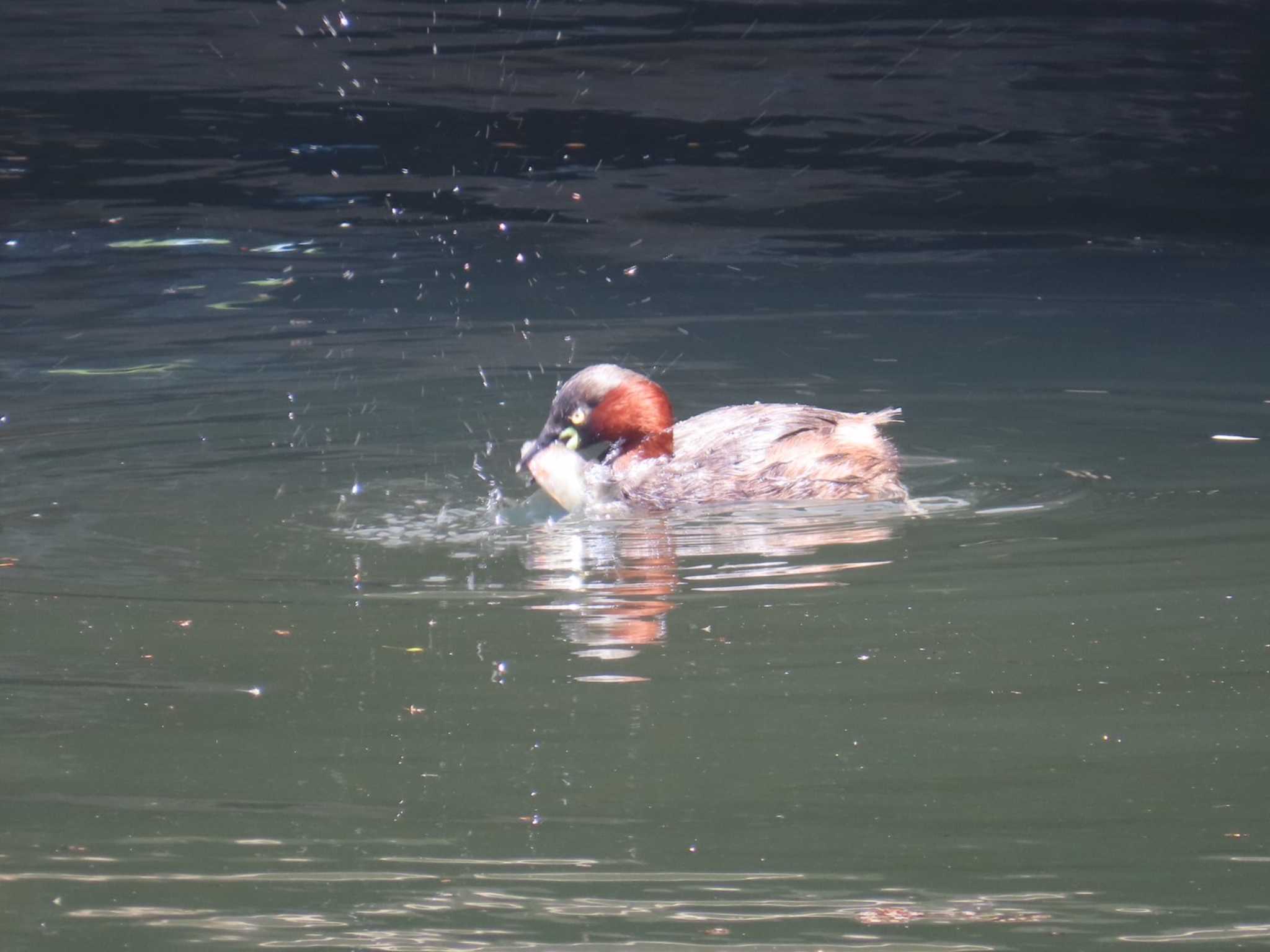 Photo of Little Grebe at Inokashira Park by 撮鳥