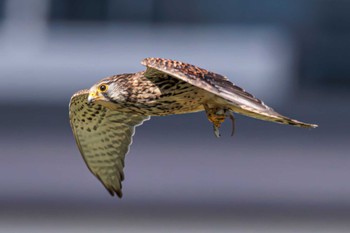 Common Kestrel 愛知県 Thu, 4/25/2024