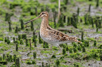 タシギ 東京港野鳥公園 2024年4月29日(月)