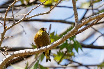 Grey-capped Greenfinch 出光カルチャーパーク(苫小牧) Wed, 5/1/2024