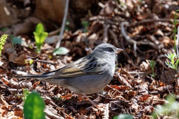 Grey Bunting 出光カルチャーパーク(苫小牧) Wed, 5/1/2024