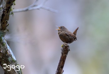 Eurasian Wren Yanagisawa Pass Sat, 4/27/2024