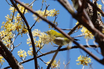 Warbling White-eye 出光カルチャーパーク(苫小牧) Wed, 5/1/2024