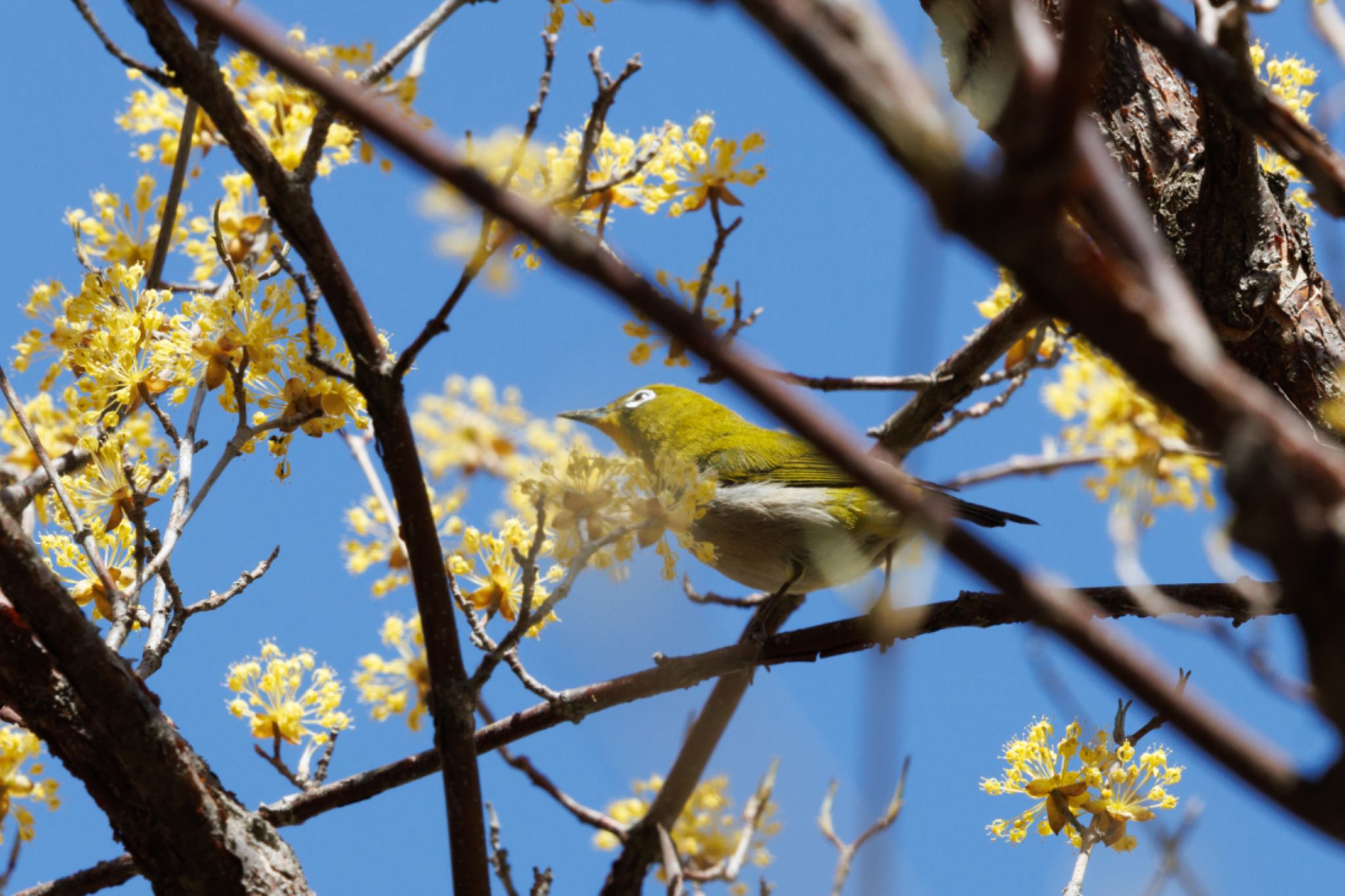 Photo of Warbling White-eye at 出光カルチャーパーク(苫小牧) by シマシマ38