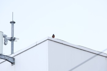 Blue Rock Thrush 寝屋川公園 Tue, 4/30/2024