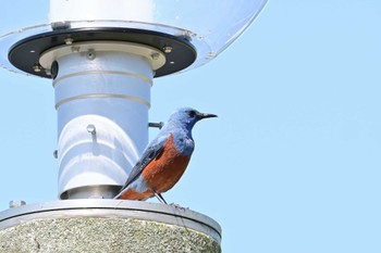 Blue Rock Thrush 布目ダム Sun, 4/28/2024