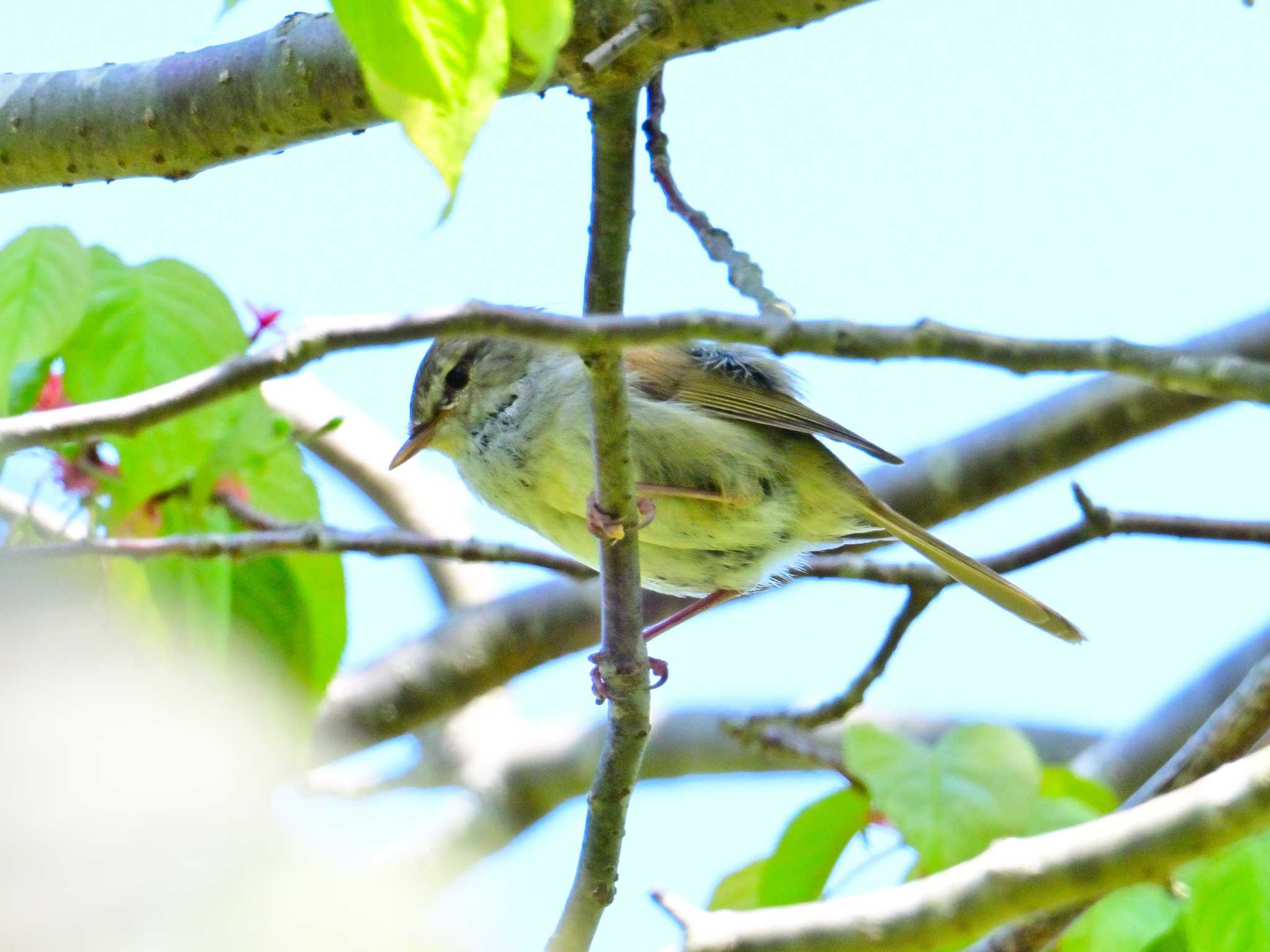 Japanese Bush Warbler