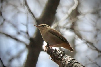 Asian Stubtail Karuizawa wild bird forest Sat, 4/27/2024