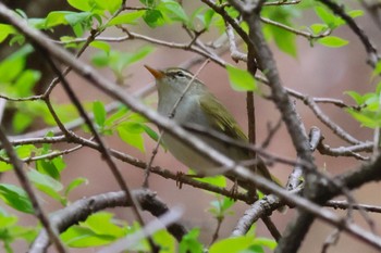 Eastern Crowned Warbler Karuizawa wild bird forest Sat, 4/27/2024