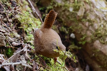 ミソサザイ 軽井沢野鳥の森 2024年4月27日(土)