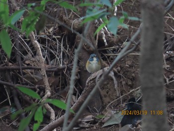 2024年3月19日(火) 大町自然観察園の野鳥観察記録