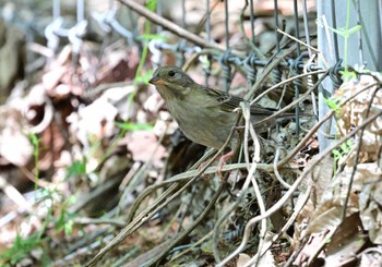 Masked Bunting 家の近所 Sun, 4/28/2024