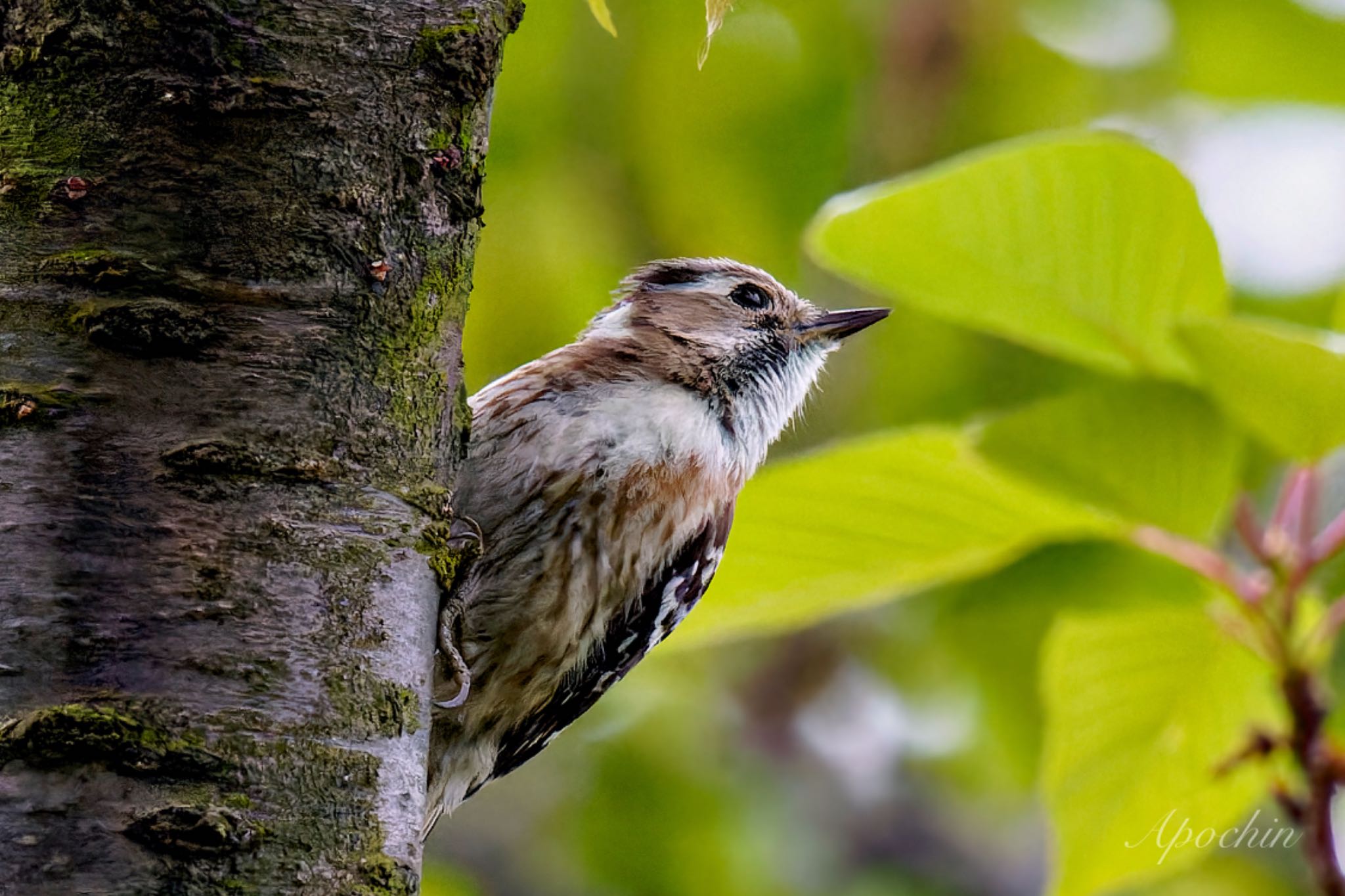 Japanese Pygmy Woodpecker