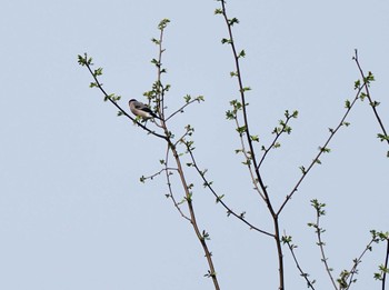 ウソ 飛島 2024年4月28日(日)