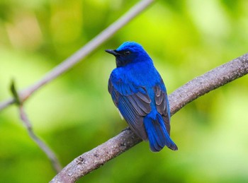 Blue-and-white Flycatcher Tobishima Island Sun, 4/28/2024